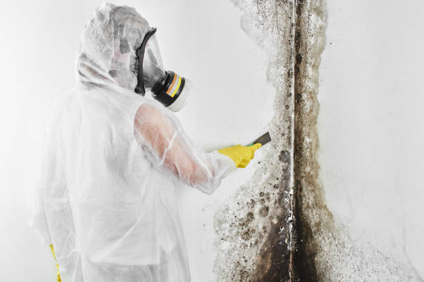 Best Emergency Mold Removal  in Rockport, IN