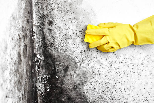 Best Home Mold Removal  in Rockport, IN