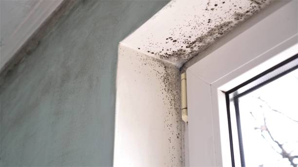Professional Mold Removal in Rockport, IN