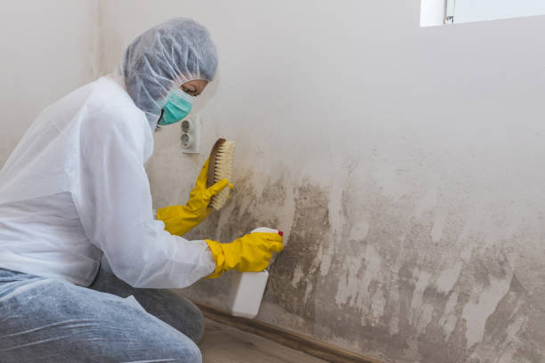 Best Mold Damage Repair  in Rockport, IN