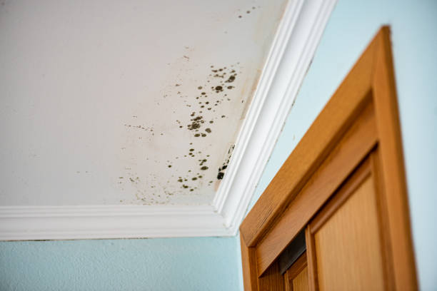 Attic Mold Removal in Rockport, IN