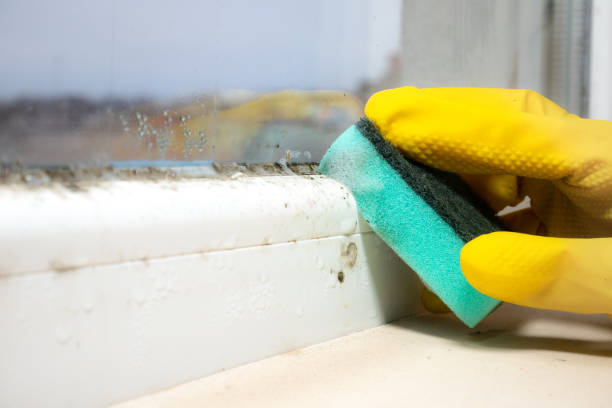Certified Mold Removal in Rockport, IN